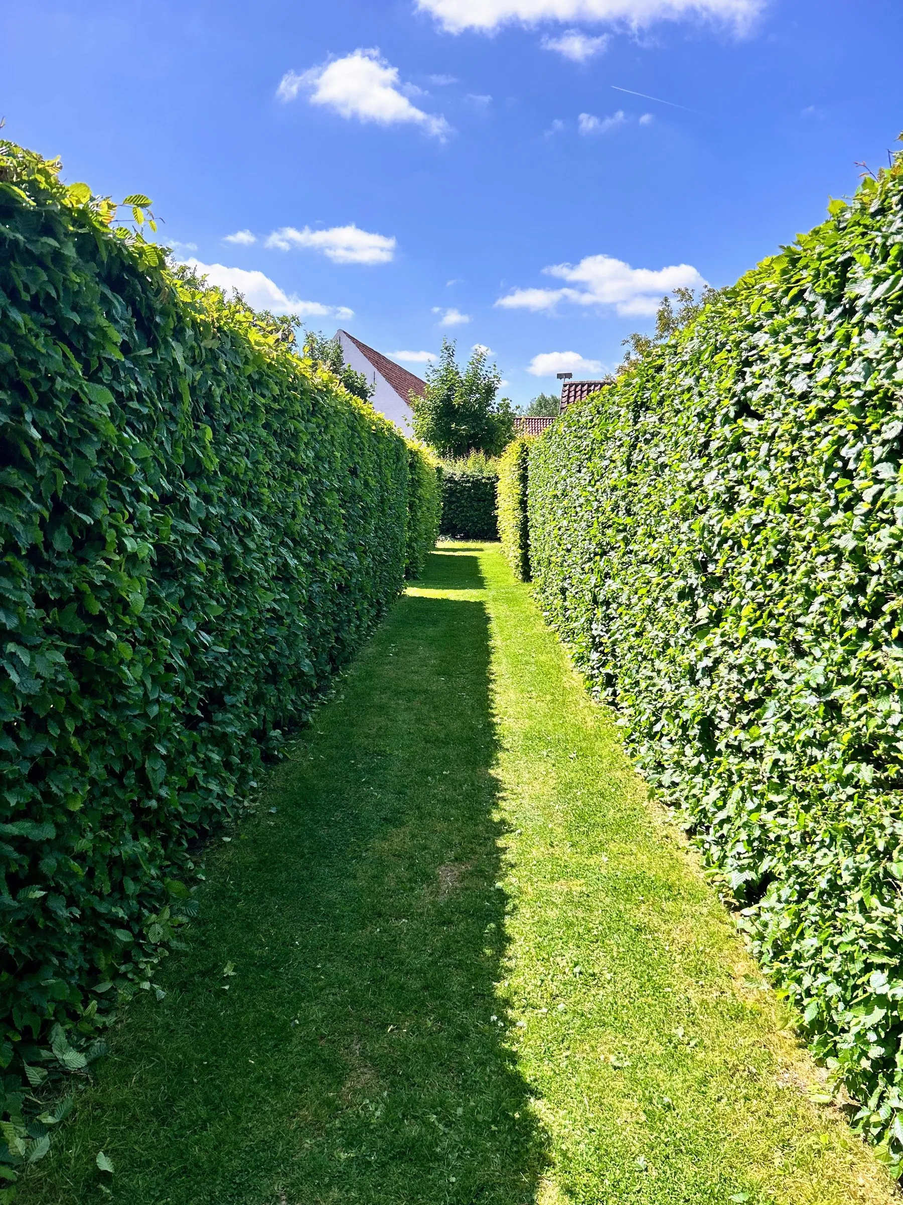 Geschoren hagen en vormsnoei in een onderhouden tuin door L&R Projects, foto 1 van 5