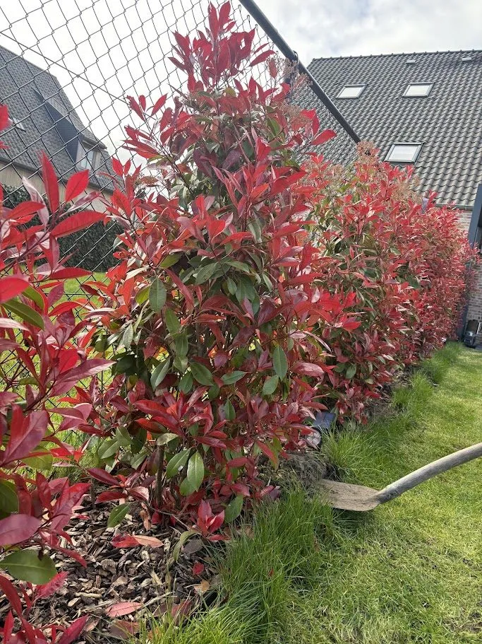 Heraanleg van een ommuurde tuin met nieuwe borders en beplanting door L&R Projects, foto 4 van 4